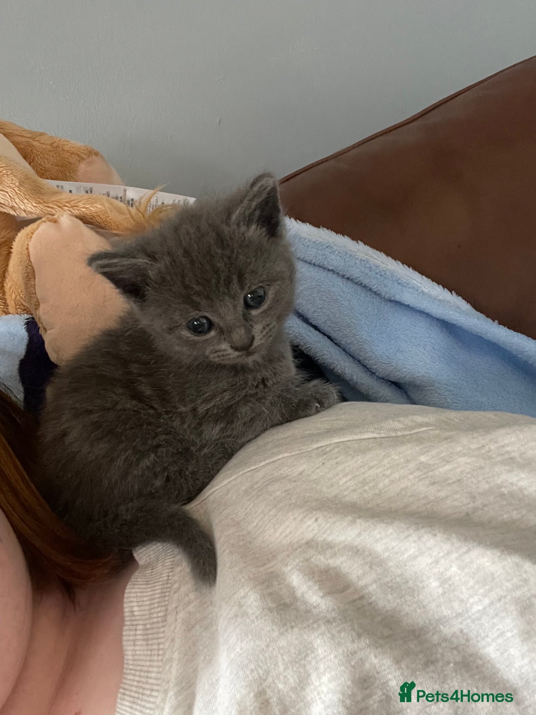 Mixed Breed cats for sale: 1 male still available  in Witney - Image 5