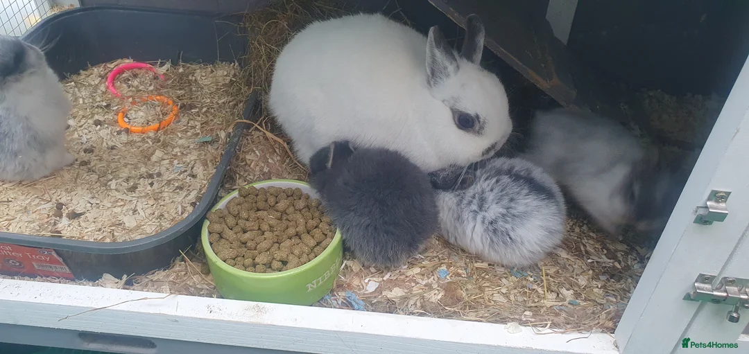 Netherland Dwarf rabbits for sale: 4 Beautiful Netherland Dwarf Buns in Pinner - Advert 23