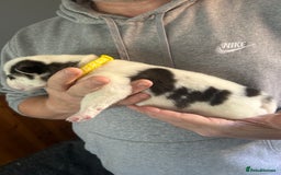 Siberian Husky dogs for sale: Rare piebald husky puppies have now arrived  - Image 11