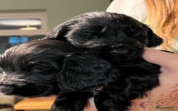 Cocker Spaniel dogs for sale: Stunning KC Reg Show Cocker, health tested mum - Image 16