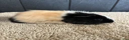 Guinea Pig rodents for sale: Stunning baby guinea pigs  - Advert 22