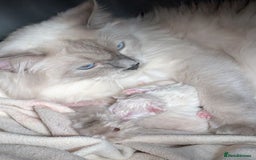 Ragdoll cats for sale: Stunning fluffy show quality ragdolls  - Image 3