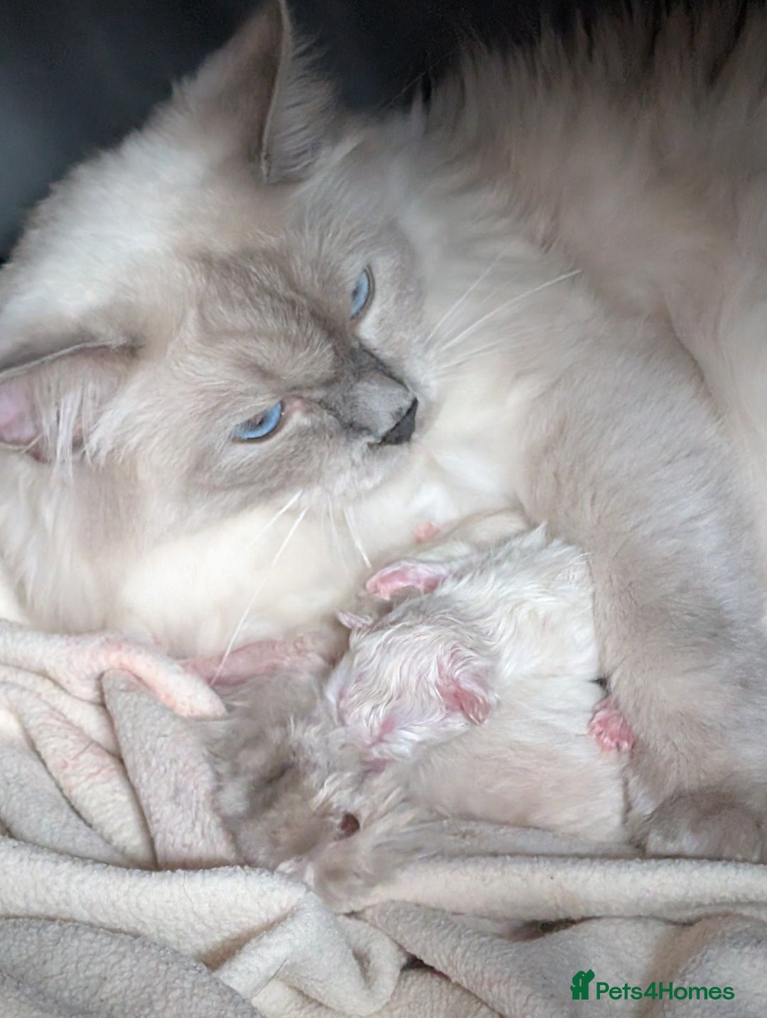 Ragdoll cats for sale: Stunning fluffy show quality ragdolls  - Image 3