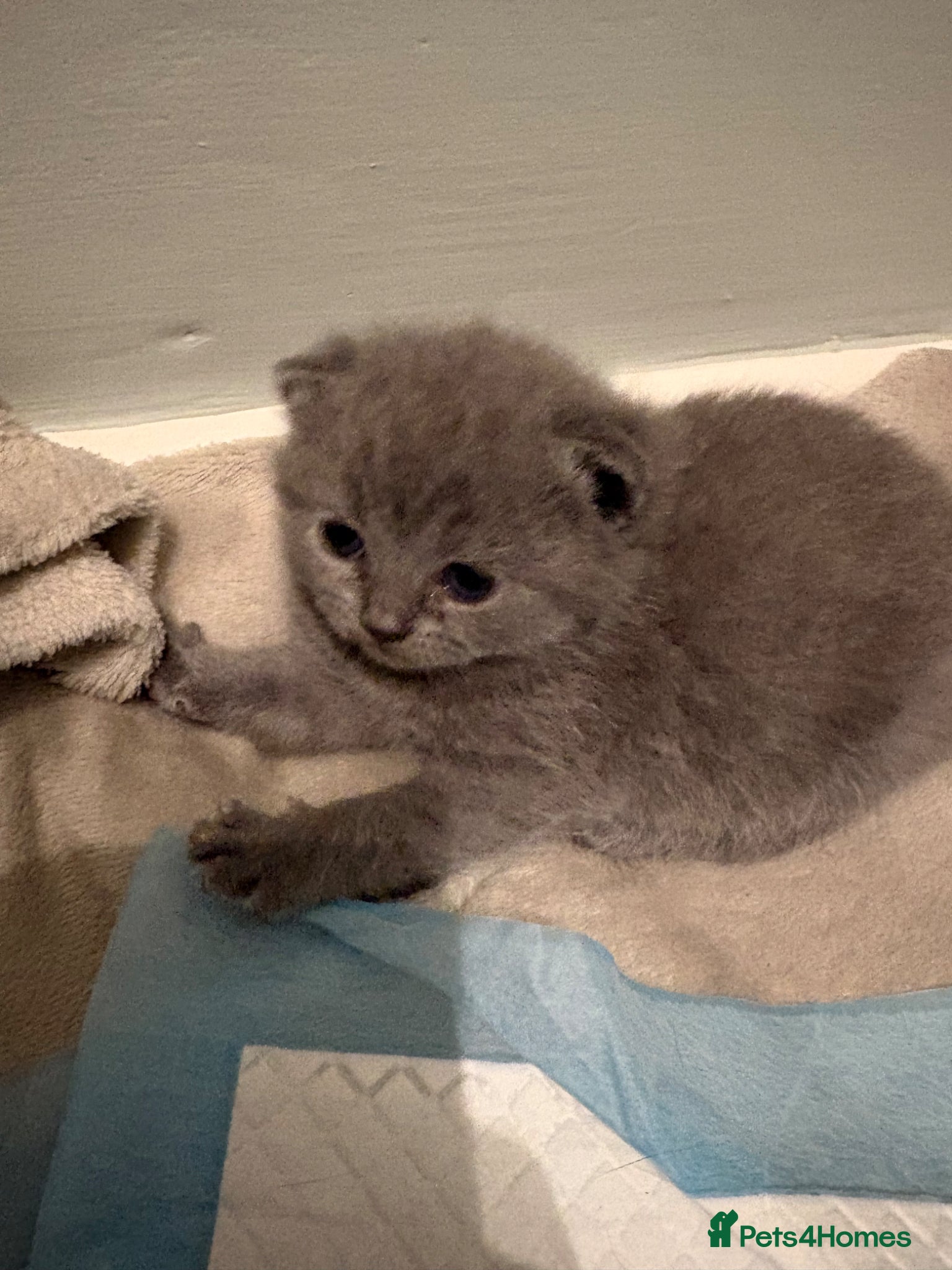 British Shorthair cats for sale: British Shorthair Kittens in Poole - Advert 5