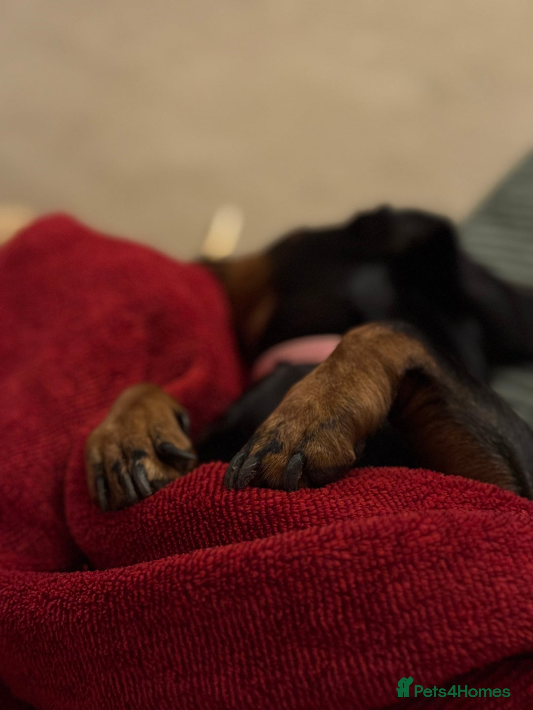 Dachshund dogs for sale: Female dachshund for sale  - Image 2