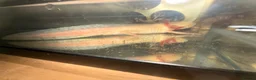 Other/Mixed Breed fish for sale: Male golden axolotl  in Bath - Advert 3