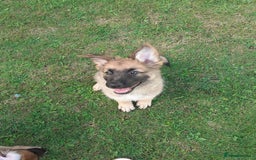 German Shepherd dogs for sale: Straight back gsd puppies  - Image 15