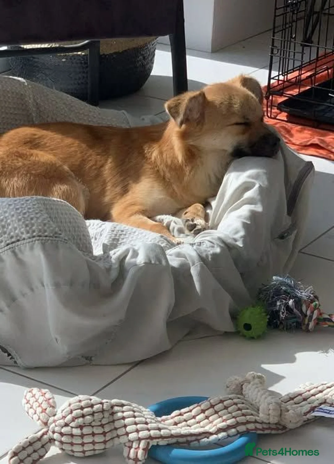 Mixed Breed dogs for adoption: Meet Little Johnny in Cleethorpes - Advert 2