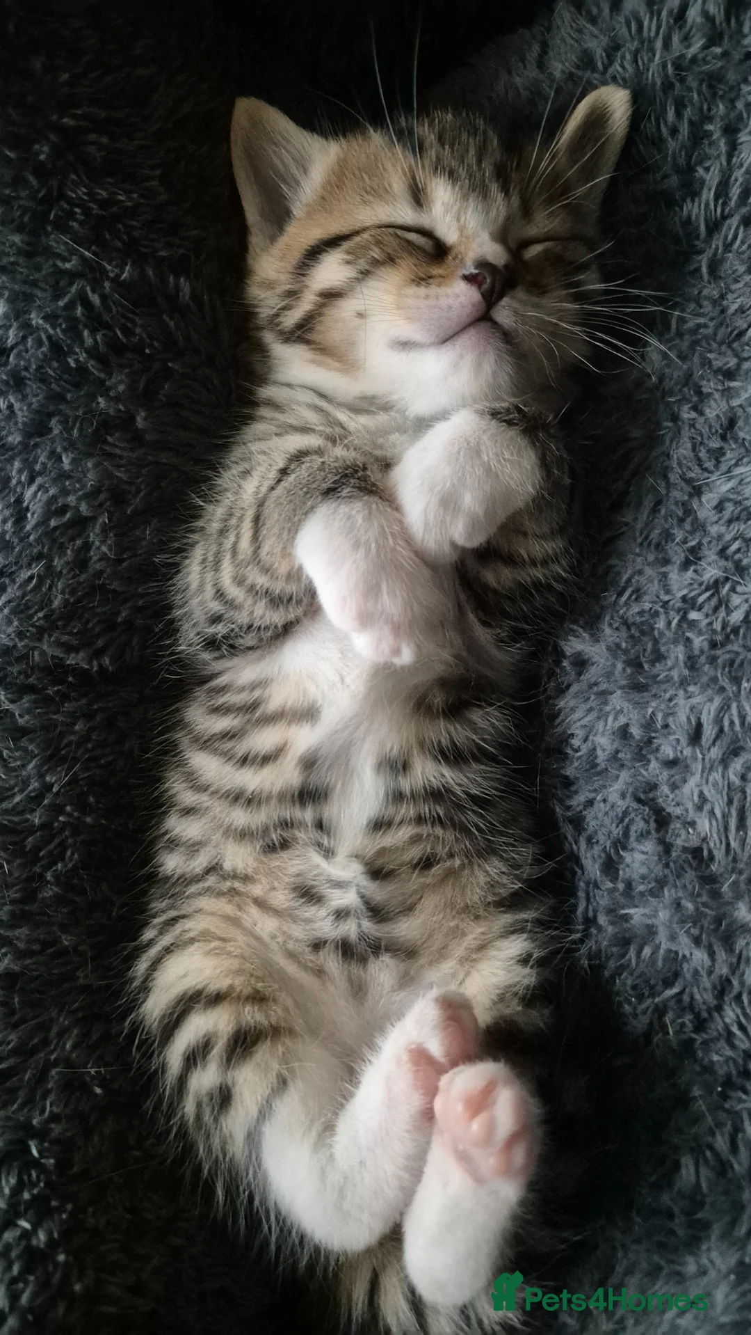 Scottish Fold cats for sale: Scottish Straight Boy looking for his forever home - Advert 2