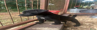 Patterjack 1