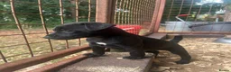 Patterjack dogs for sale: Patterjack puppies  in Conwy - Advert 2