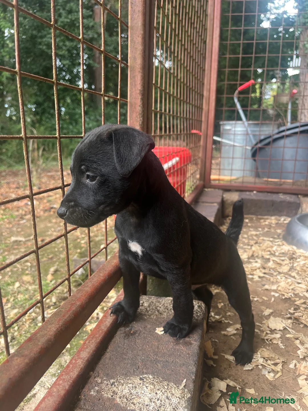 Patterjack dogs for sale: Patterjack puppies  in Conwy - Advert 2
