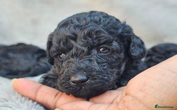 Miniature Poodle dogs for sale: 🐾 Hypoallergenic Mini Poodle Puppies 🐾 - Image 3