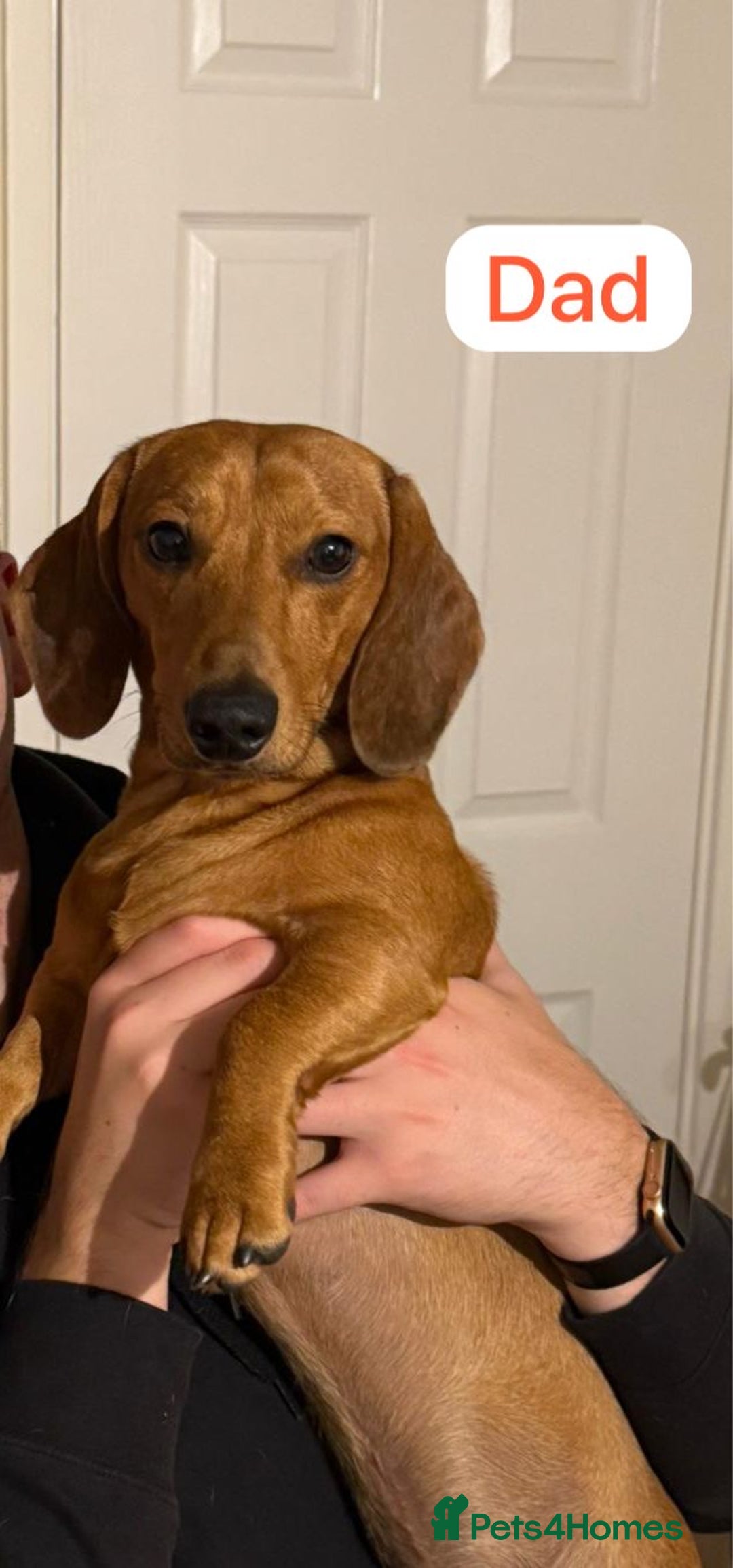 Dachshund dogs for sale: Dachshund puppies for sale  - Image 12