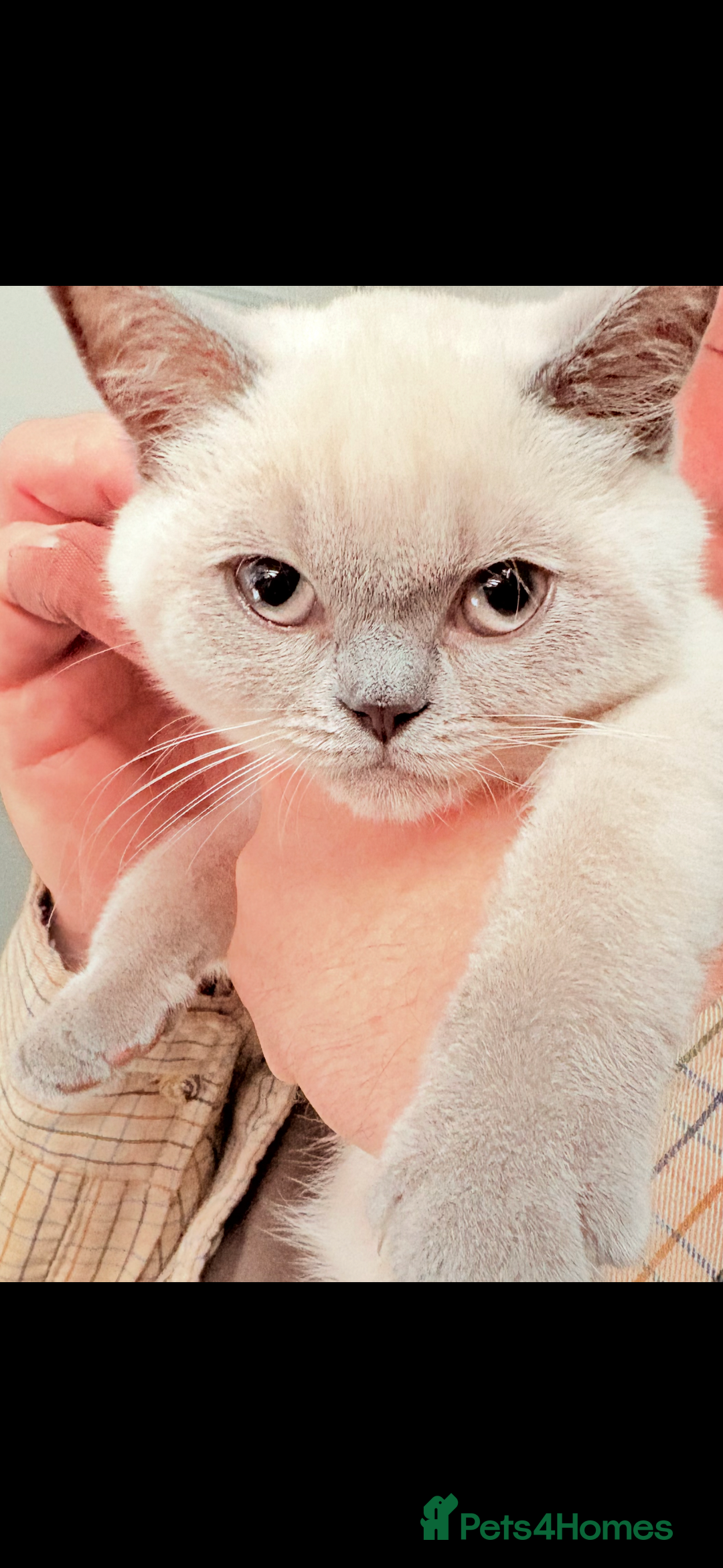 British Shorthair cats for sale: GCCF British Shorthair Kittens  in Alloa - Image 4