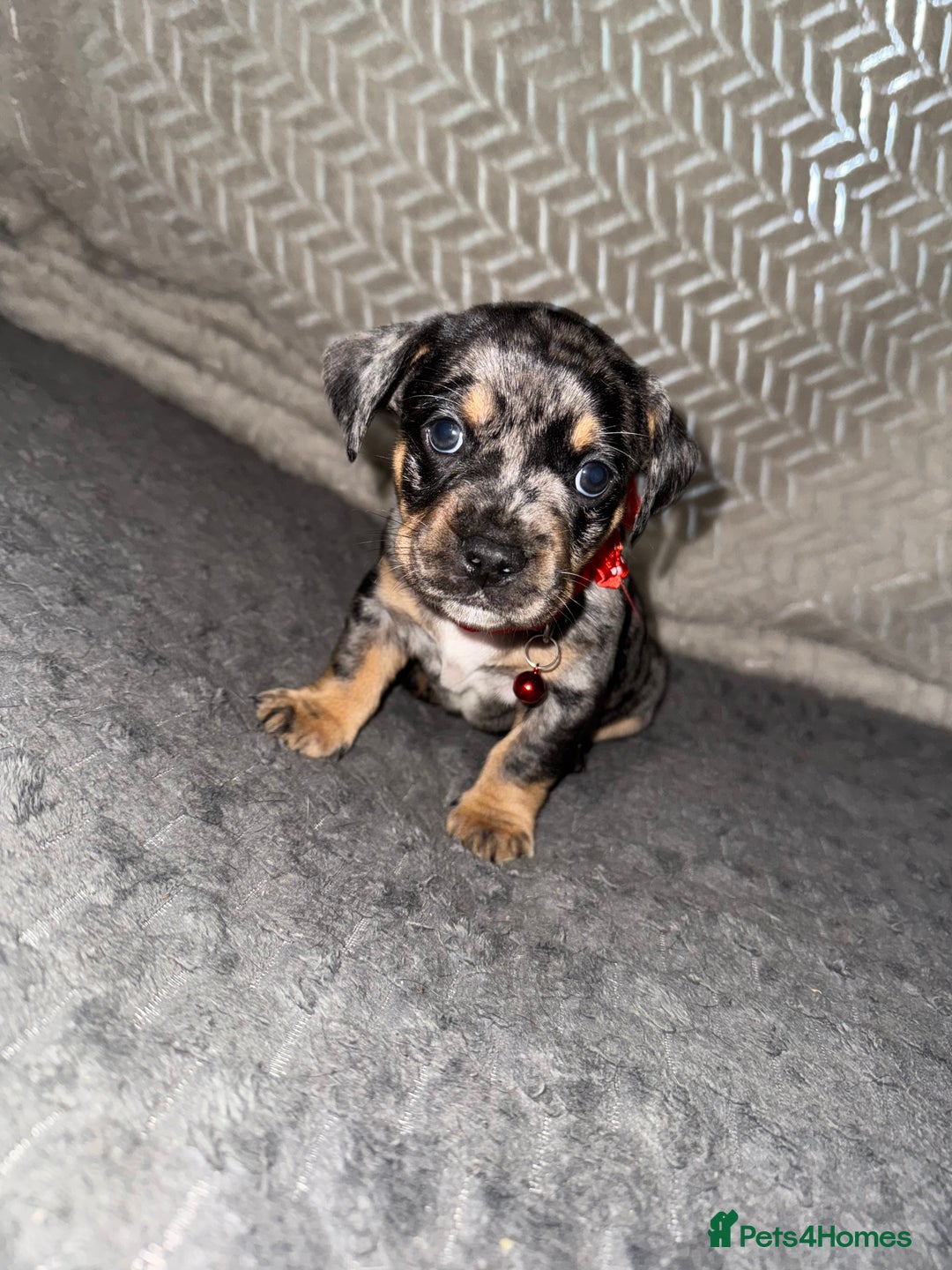 Mixed Breed dogs for sale: 🐾 Beautiful French Bull Weiners 🐾  - Advert 35