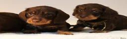 Miniature Dachshund dogs for sale: Choco+Wirehaired+5*Licensed+Kc+Praclear+Vetchecked - Advert 18