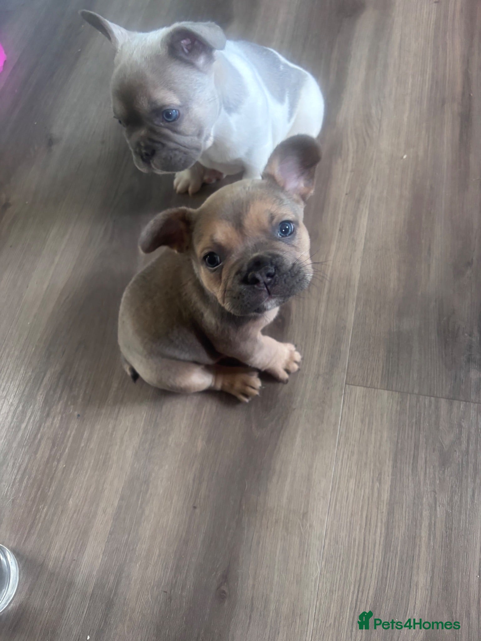 French Bulldog dogs French bulldog  - Advert 1