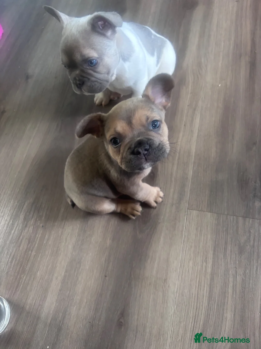 French Bulldog dogs for sale: French bulldog  - Advert 1