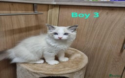 Ragdoll cats for sale: Ragdoll kittens  - Image 3