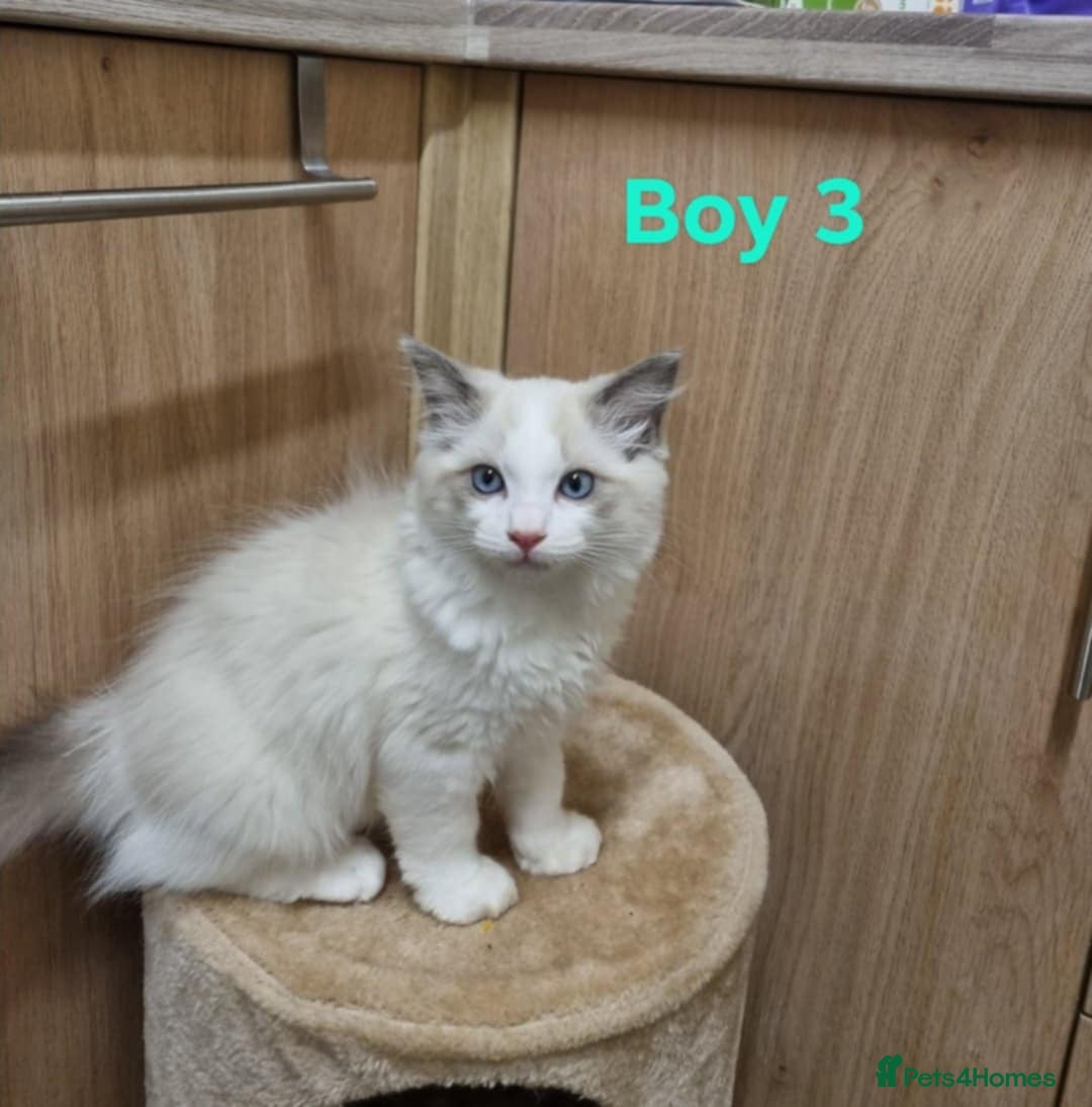 Ragdoll cats for sale: Ragdoll kittens  - Image 3