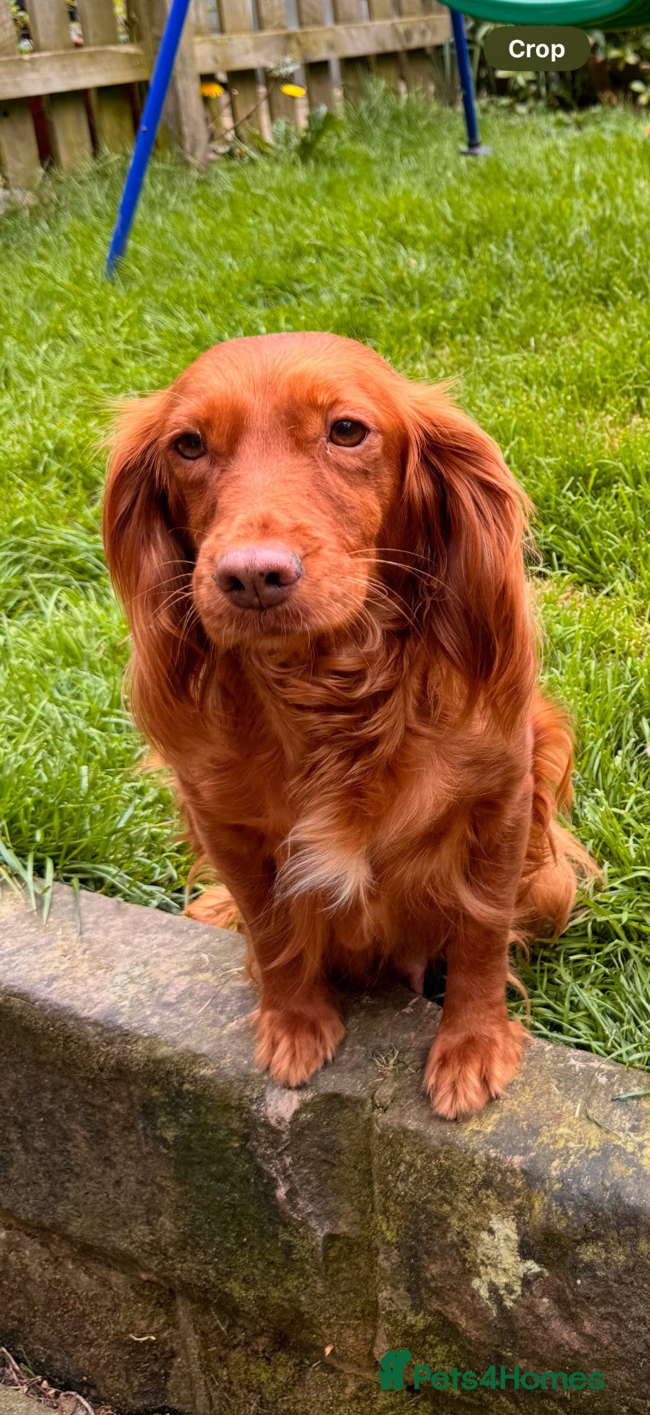 Cocker Spaniel dogs Working cocker spaniels  - Advert 18