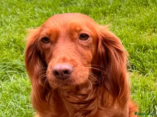 Cocker Spaniel dogs Working cocker spaniels - Advert 18