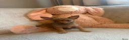 Chihuahua dogs for sale: Chihuahuas  - Advert 20