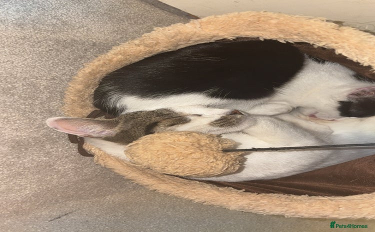 Mixed Breed cats - Advert 8