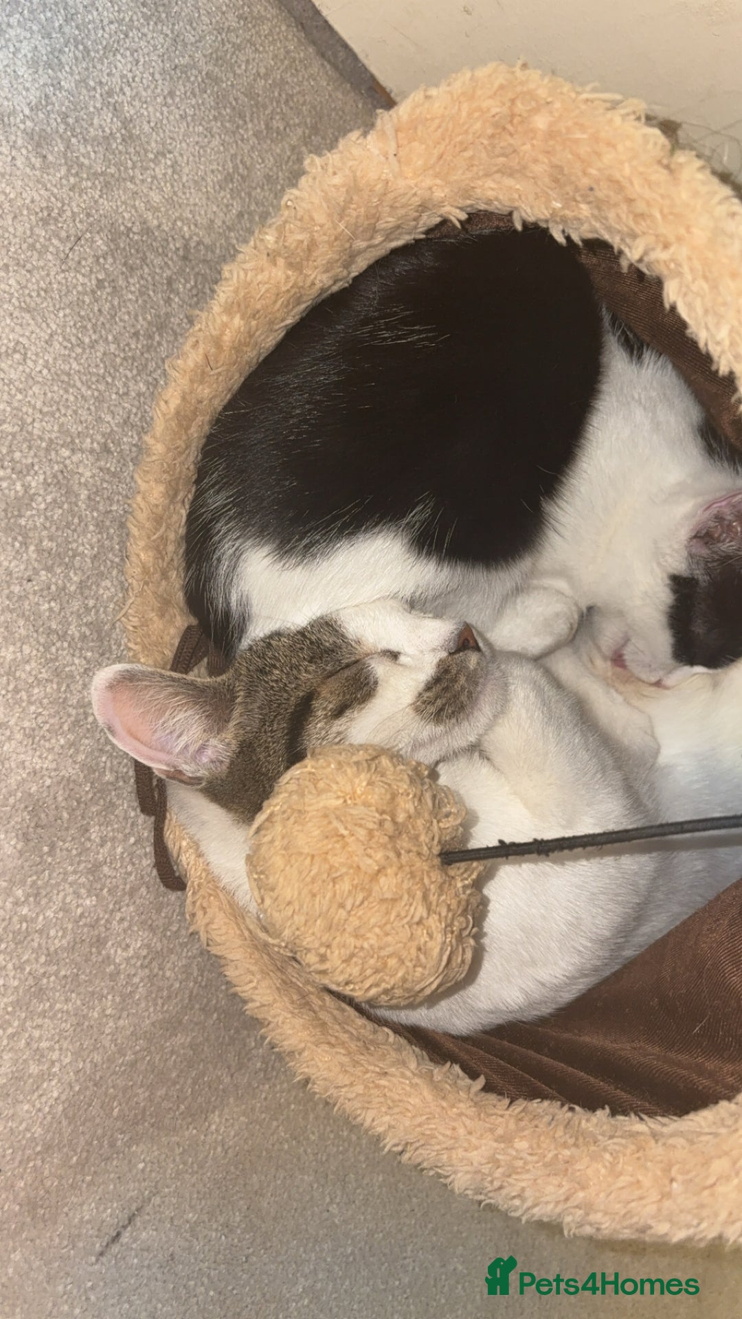 Mixed Breed cats for sale: £15 Female kitten  - Image 1