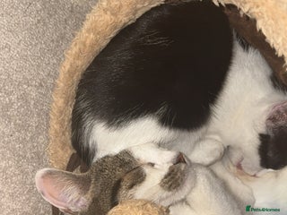 Mixed Breed cats - Advert 1