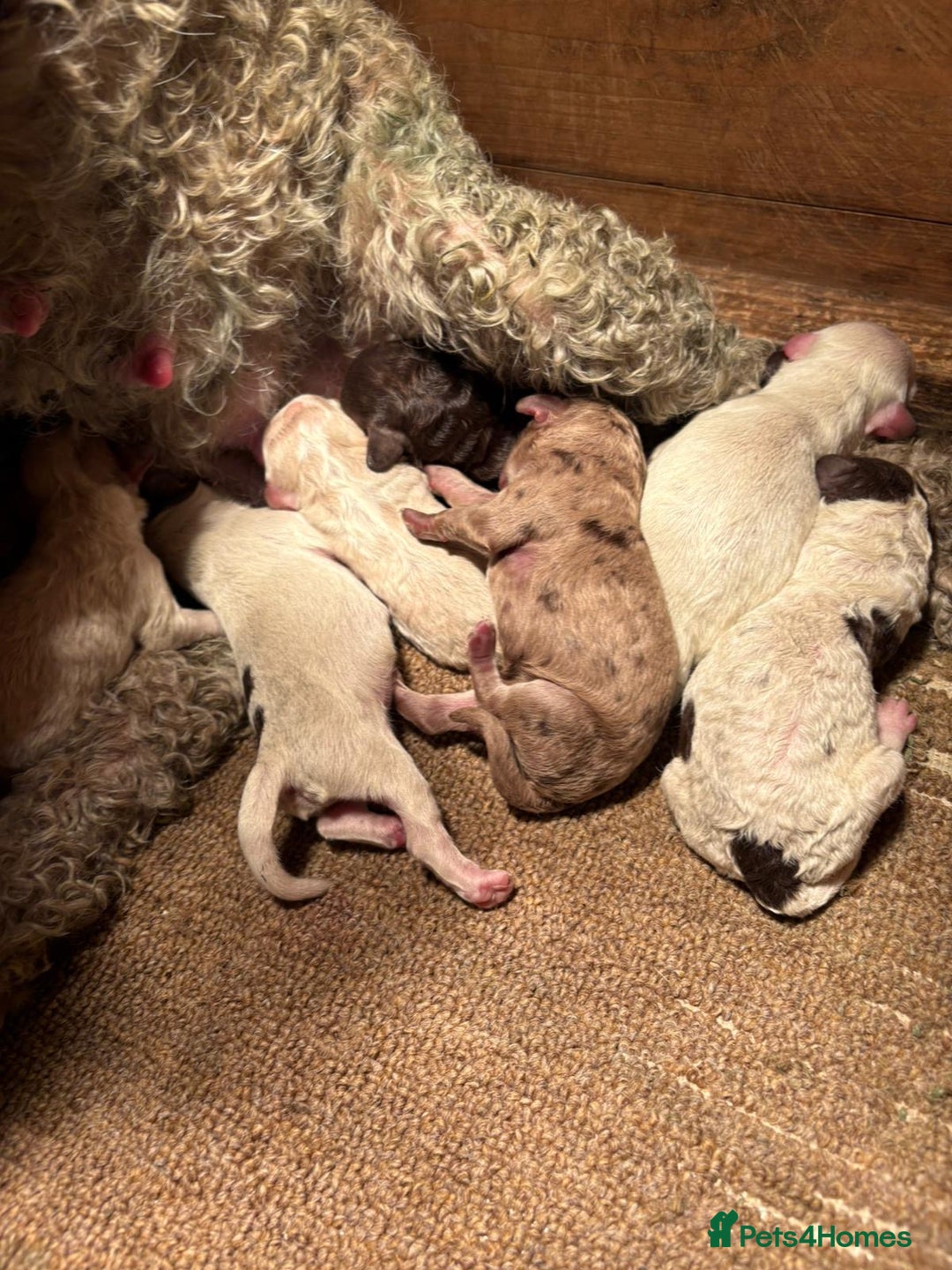 Cockapoo dogs for sale: F2  cockapoo puppies  - Image 24