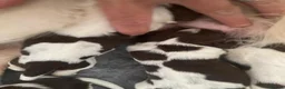 Mixed Breed dogs for sale: Cindy Lou’s beautiful puppies in Gloucester - Advert 18