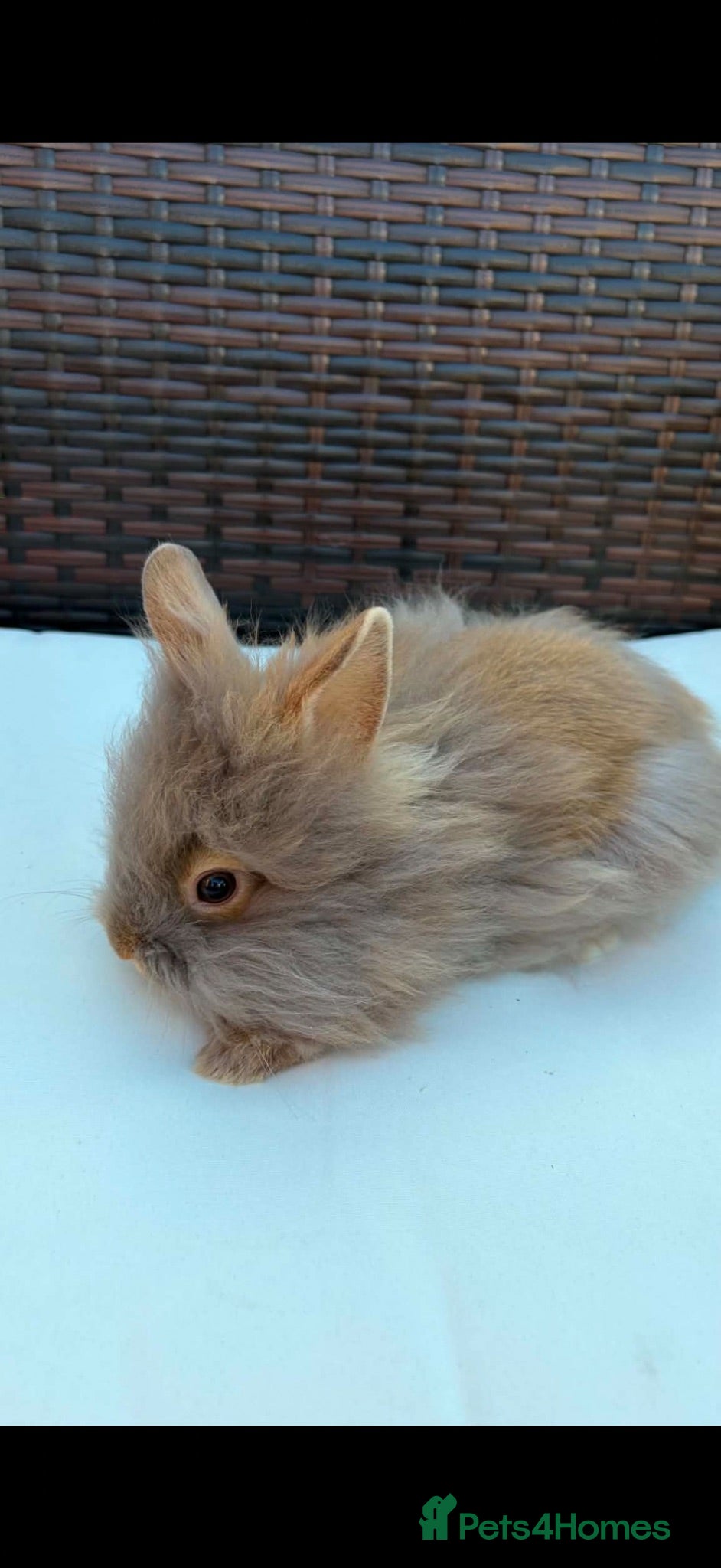 Lionhead rabbits Beautiful fluffy pure bred lion heads - Advert 2