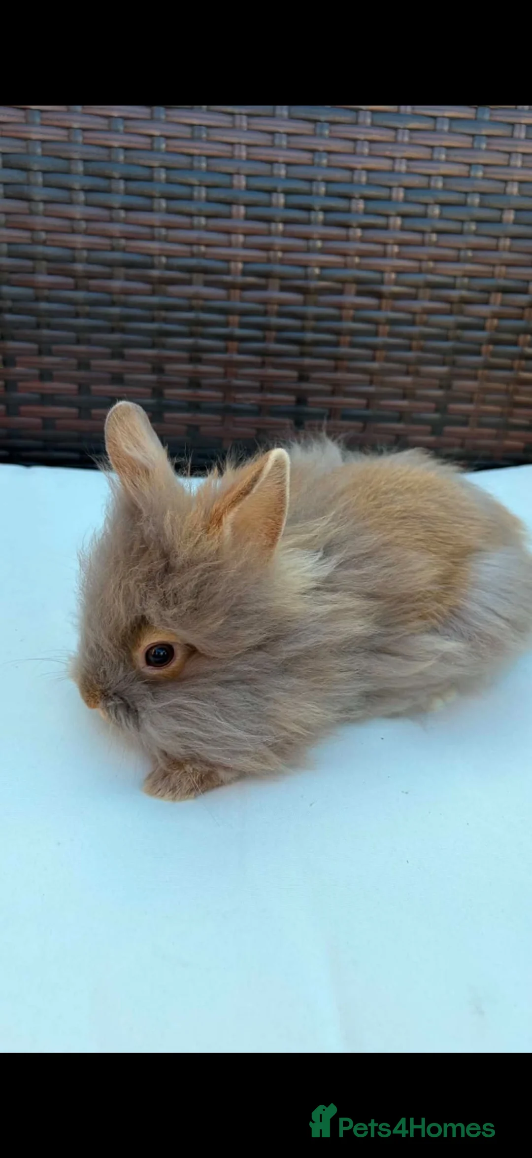 Lionhead rabbits for sale: Beautiful fluffy pure bred lion heads - Advert 2