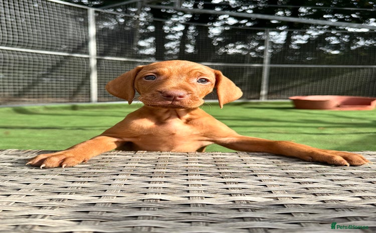 Hungarian Vizsla dogs - Advert 3