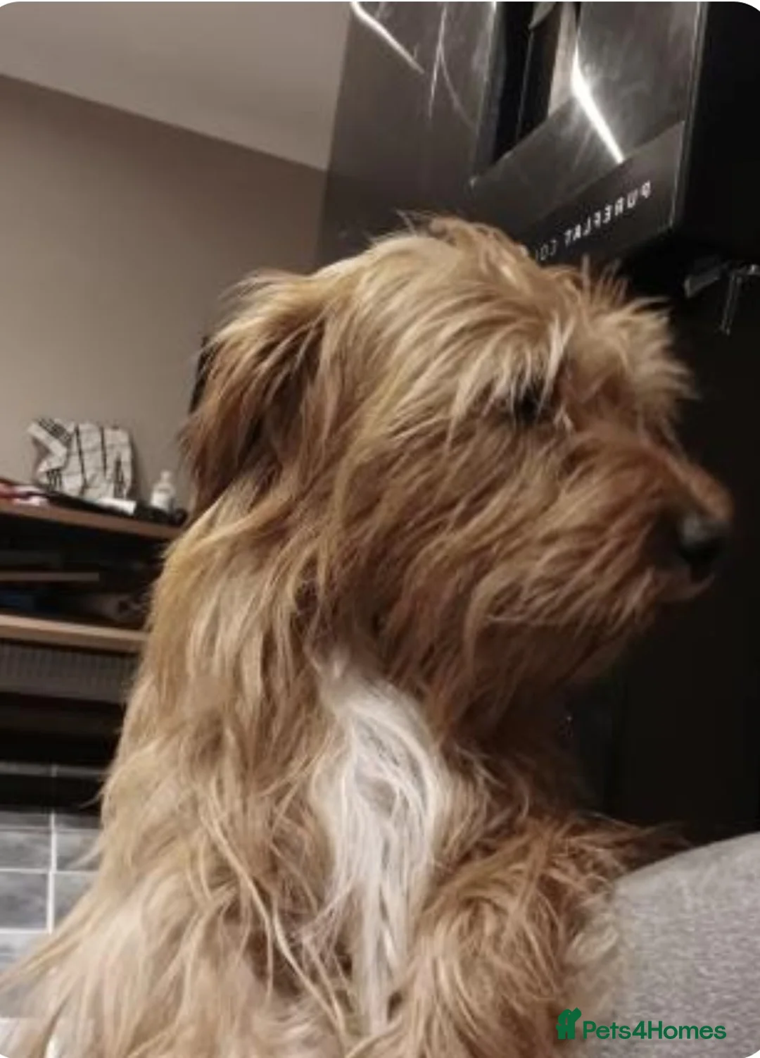 Mixed Breed dogs for sale: Dachshund Lhasa cross Male - Advert 9