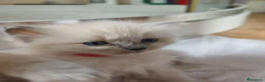 Ragdoll 2