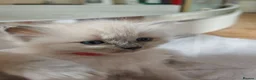 Ragdoll cats for sale: ​Beautiful Ragdoll Kittens  Boys & Girls Available - Advert 6