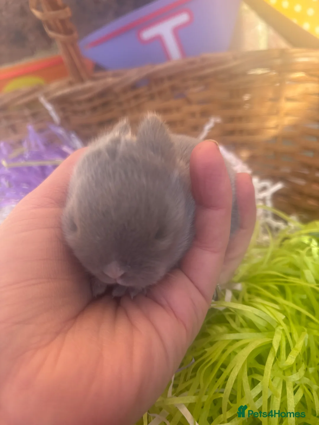Netherland Dwarf rabbits for sale: Sweet Chocolate and blue Netherland Dwarf bunnies - Advert 2