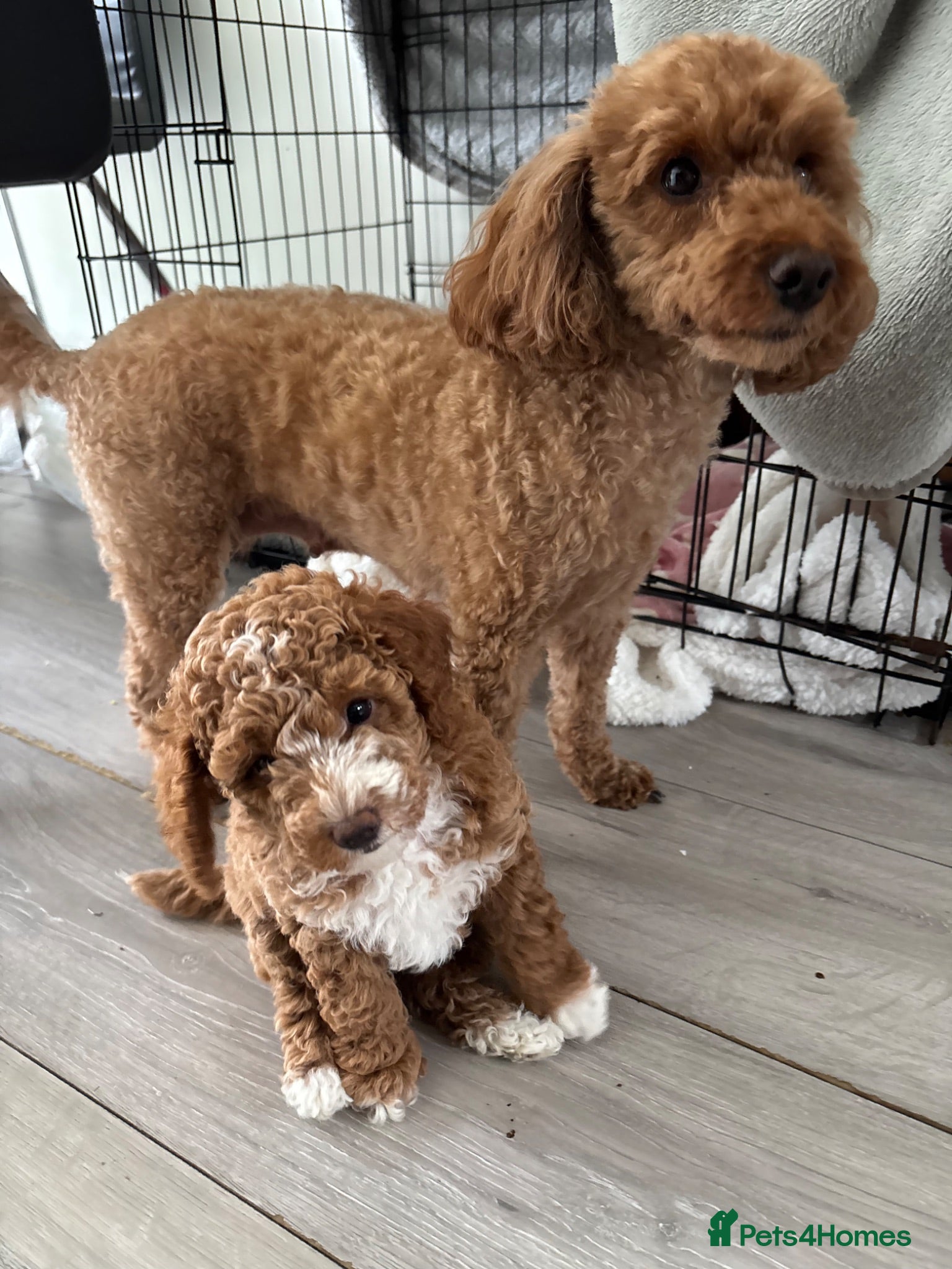 Poochon dogs READY TO LEAVE TODAY 🩷🩷 - Advert 13