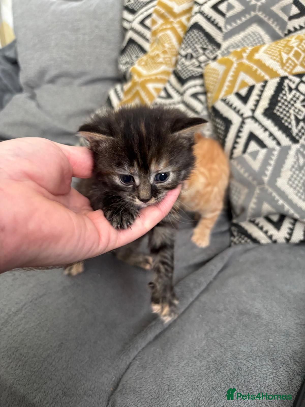 Mixed Breed cats Kitten for sale  - Advert 2