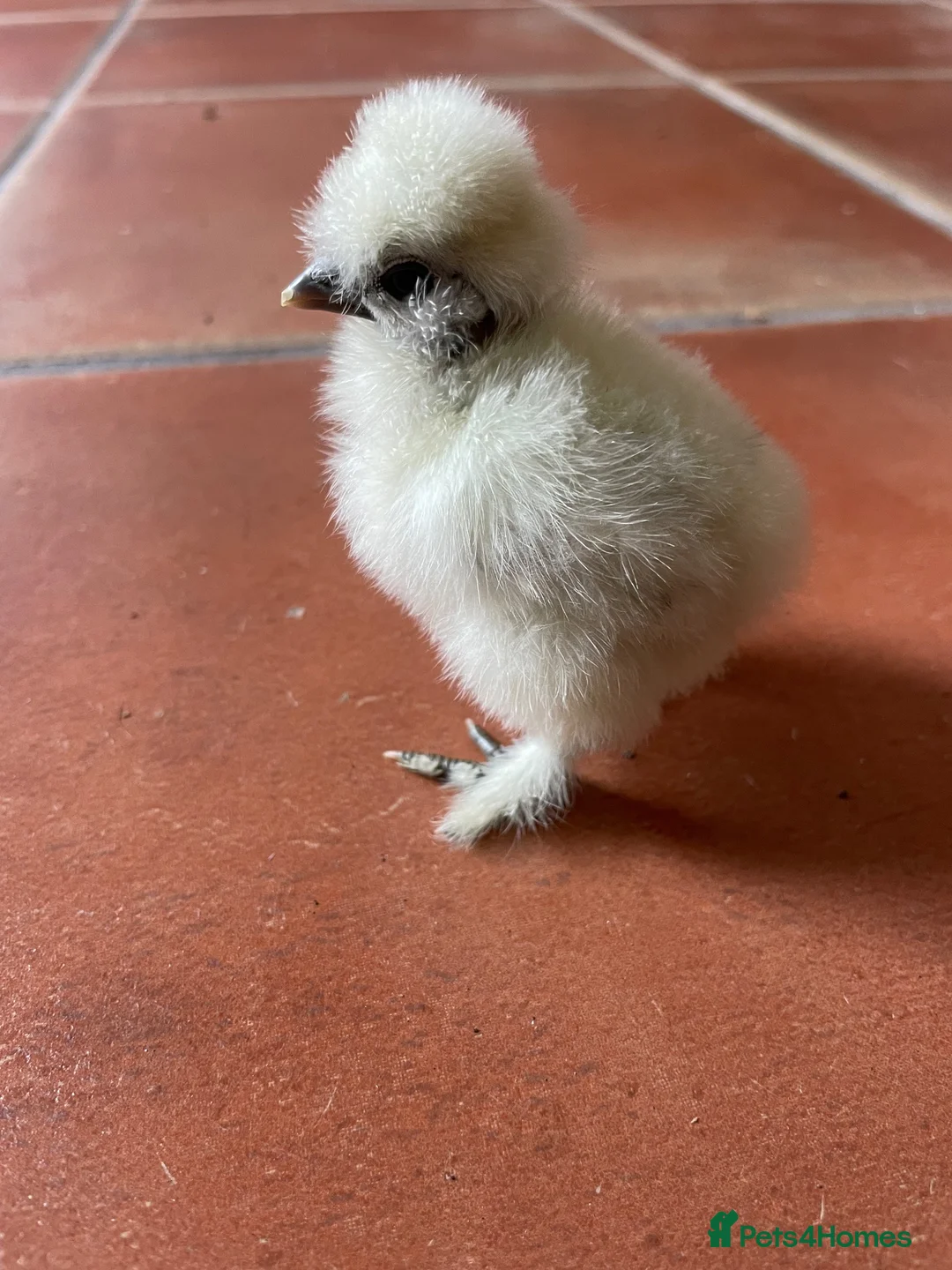 Chickens poultry for sale: Chicks pekin bantams  in Larne - Advert 4