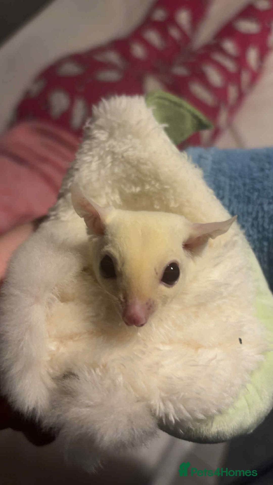 Sugar Glider rodents for sale: Male rare Ruby leu and female white face  - Advert 4