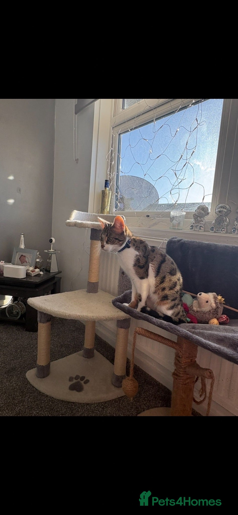Domestic Shorthair cats Fluffy - Advert 3