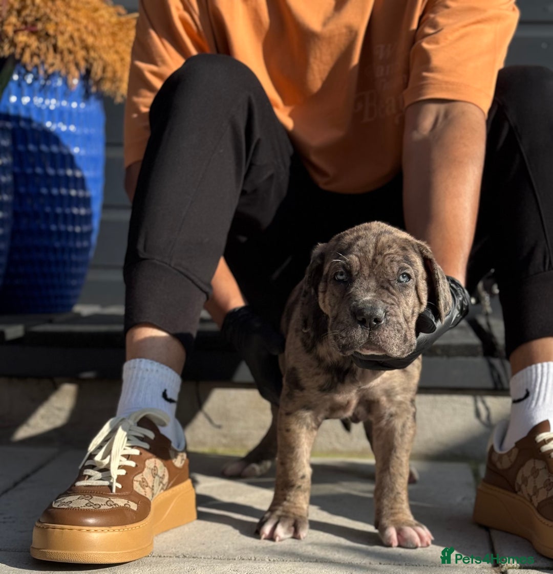 Mixed Breed dogs for sale: Last Four Mastiff pups available  - Image 28