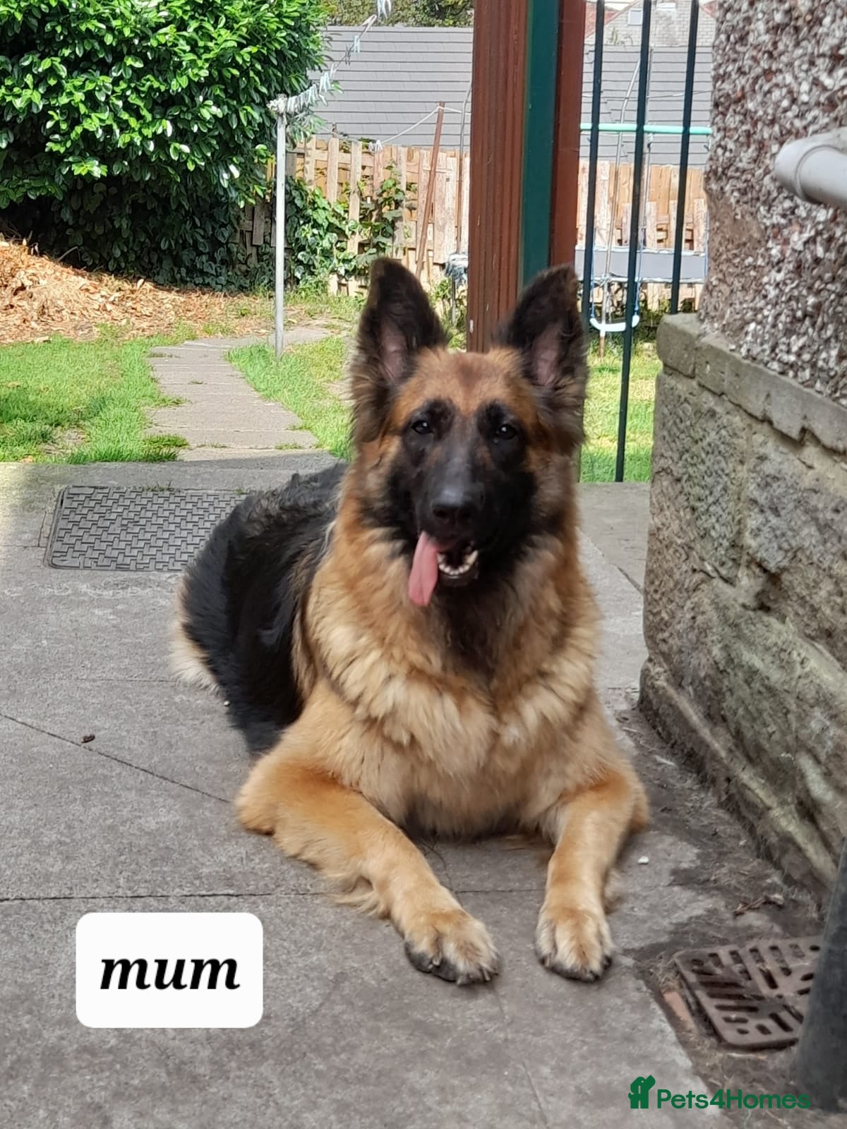 German Shepherd dogs Long hair German Shepherd  - Advert 9