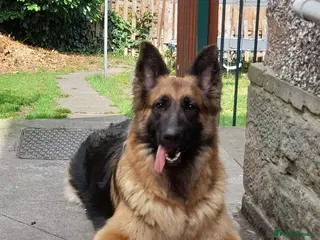German Shepherd dogs 3 Female left Long Hair German Shepherd - Advert 1