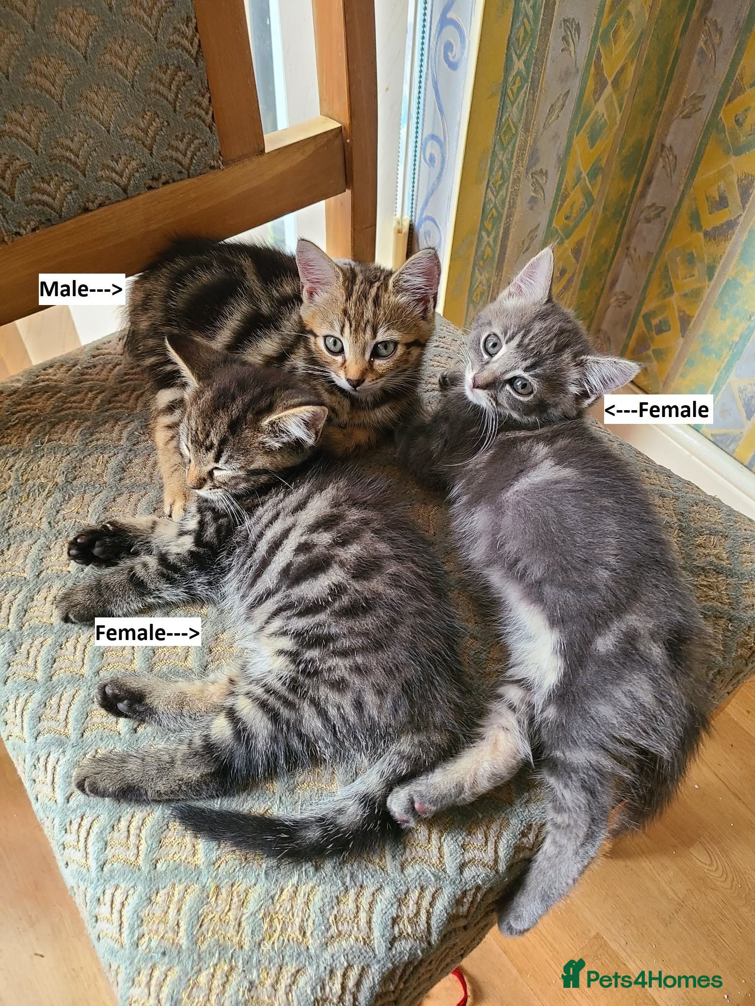 Mixed Breed cats 4 cute but shy kitten looking for new home - Advert 2