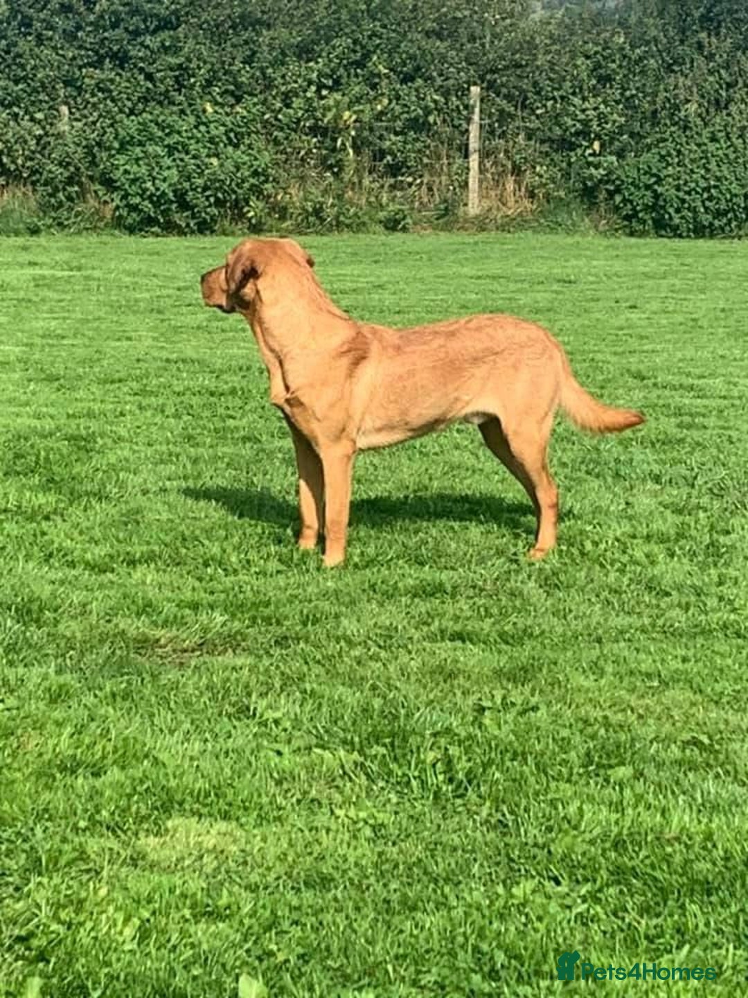 Labrador Retriever dogs for sale: Most Beautiful litter of KC Reg Fox Labradors - Advert 13